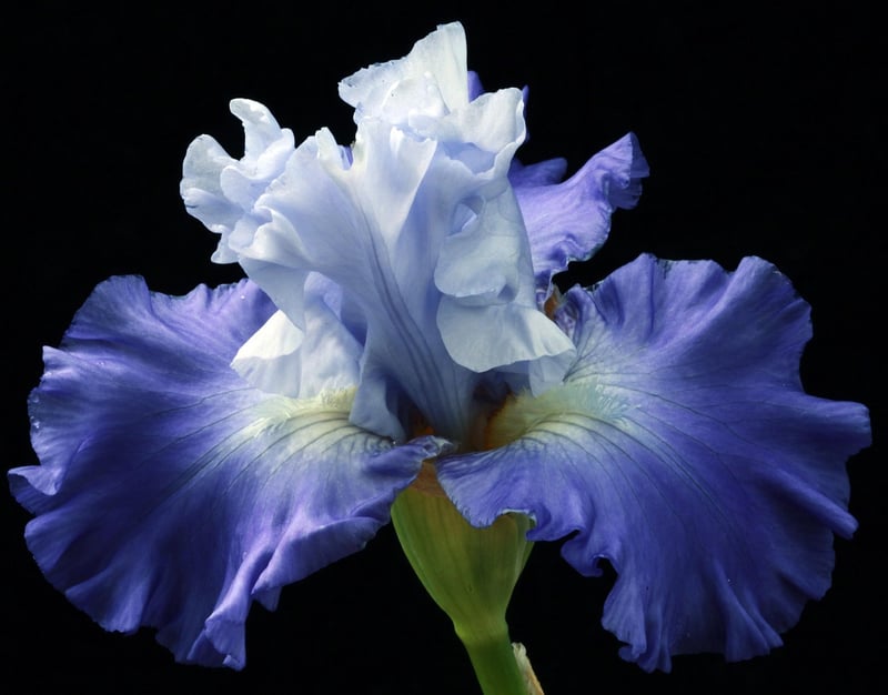GardenFlow Image